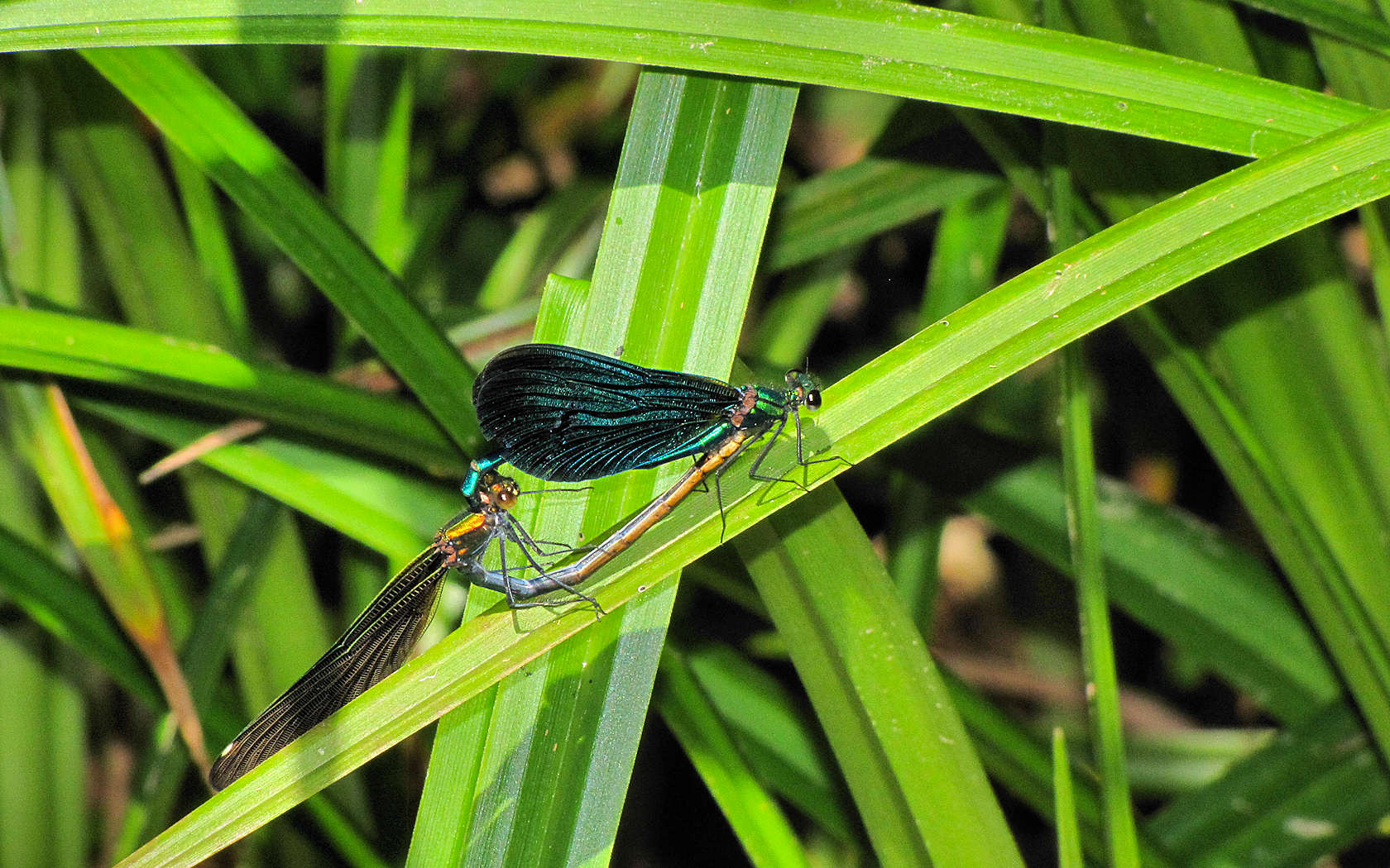 Calopteryx virgo in accoppiamento